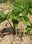 Arisaema flavum